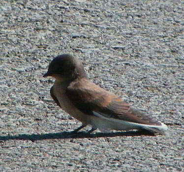 Northern Rough-winged Swallow juvenile